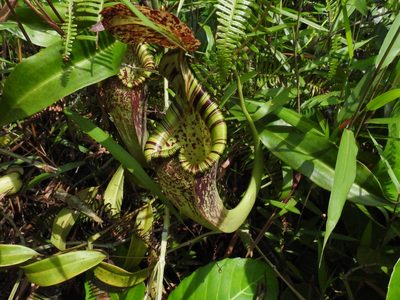 Nepenthes rafflesiana