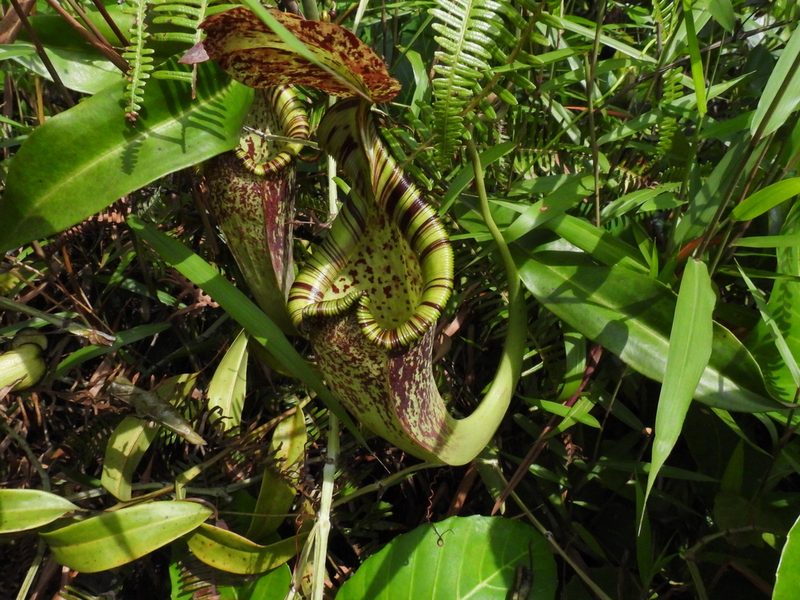 Nepenthes rafflesiana, photographed by Samuel Lee