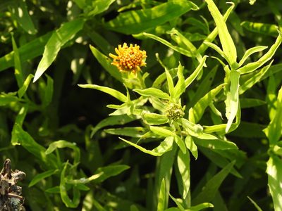 Wedelia glauca, photographed by Eduardo Luis Beltrocco