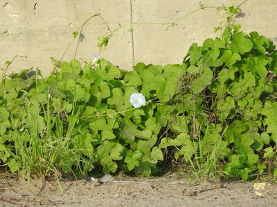 Ipomoea nil, photographed by Eduardo Luis Beltrocco