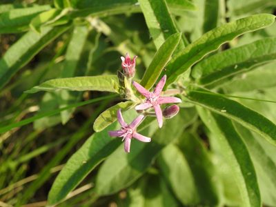 Oxypetalum solanoides, photographed by Eduardo Luis Beltrocco