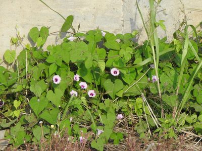Ipomoea grandifolia, photographed by Eduardo Luis Beltrocco