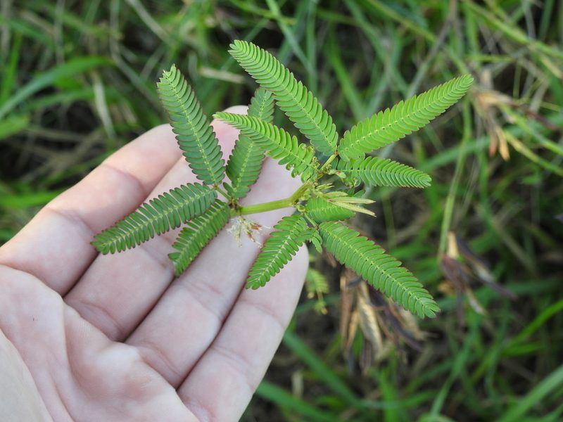 Desmanthus acuminatus, photographed by Eduardo Luis Beltrocco