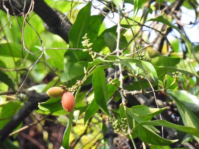 Gnetum gnemon, photographed by Samuel Lee