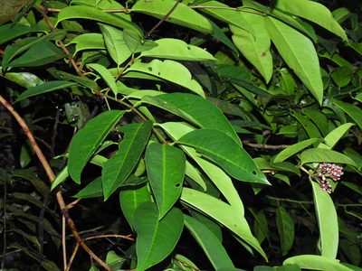 Syzygium pycnanthum, photographed by Samuel Lee