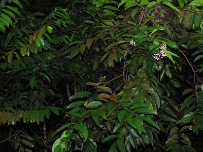 Syzygium pycnanthum, photographed by Samuel Lee