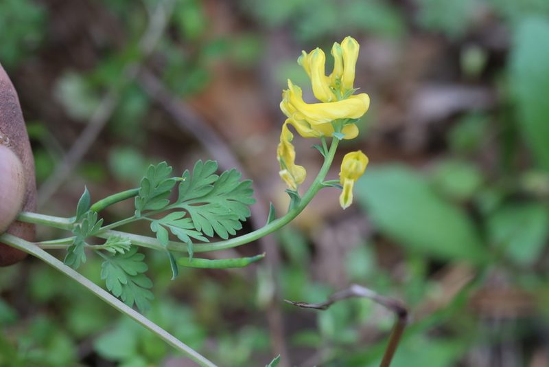 Corydalis micrantha, photographed by Andy Jordan