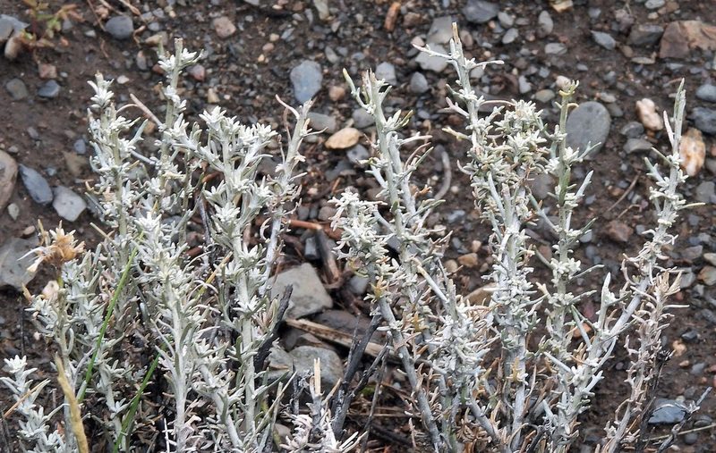 Senecio filaginoides, photographed by Hugo Hulsberg