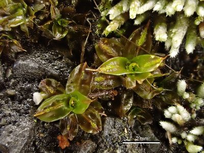 Syntrichia papillosa, photographed by Saryu Mae 前 朝琉