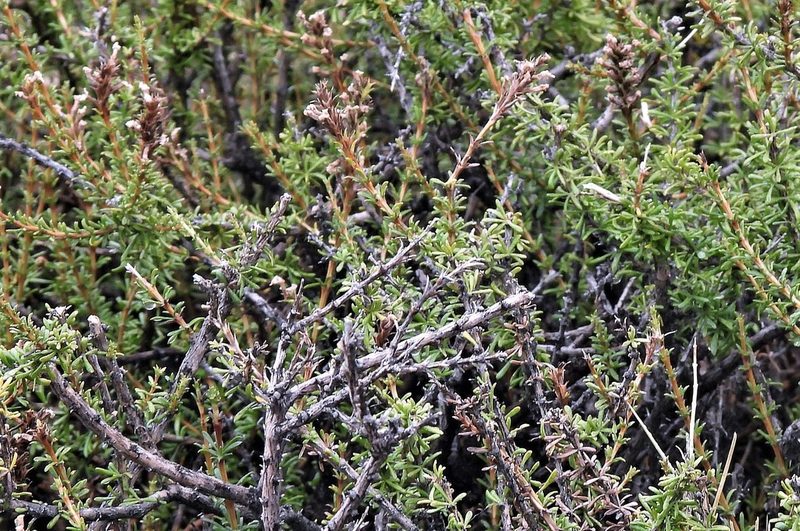 Mulguraea asparagoides, photographed by Hugo Hulsberg