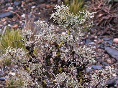 Adesmia pinifolia