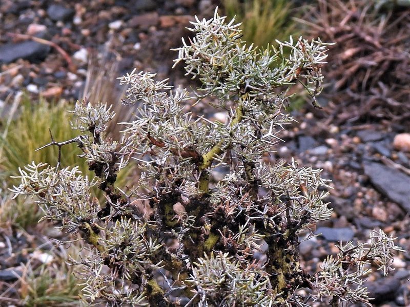 Adesmia pinifolia, photographed by Hugo Hulsberg