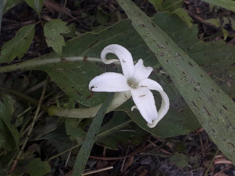 Jaborosa integrifolia, photographed by Eduardo Luis Beltrocco