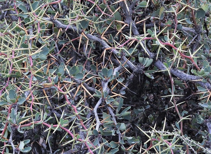 Berberis grevilleana, photographed by Hugo Hulsberg