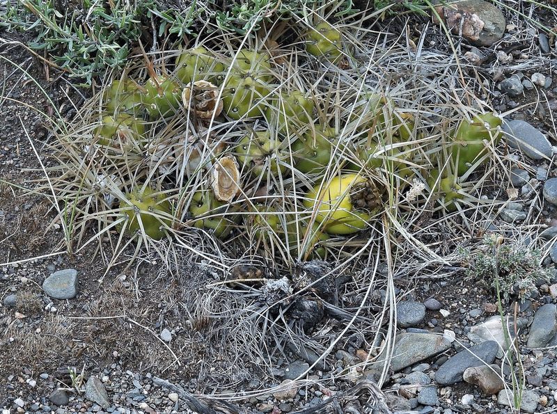 Maihueniopsis platyacantha, photographed by Hugo Hulsberg