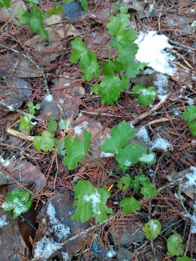 Coptis occidentalis, photographed by John Powers