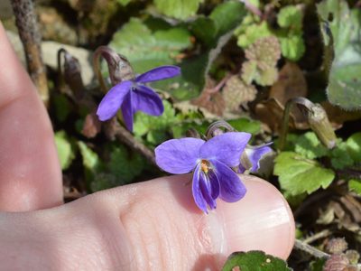 Viola alba, photographed by Dimitǎr Boevski