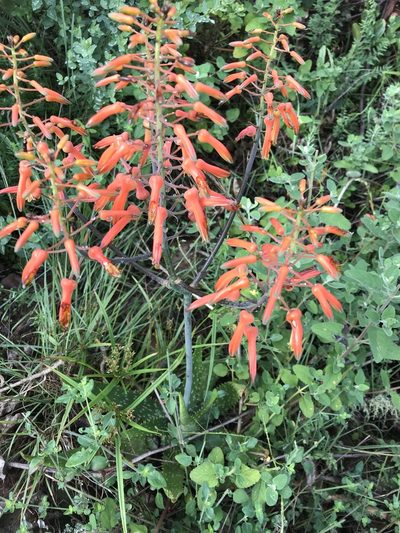 Aloe vogtsii, photographed by rosshawkins
