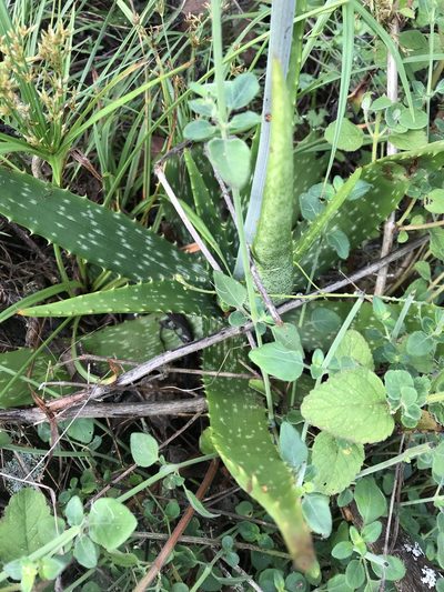 Aloe vogtsii, photographed by rosshawkins