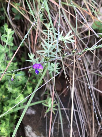 Polygala producta, photographed by rosshawkins