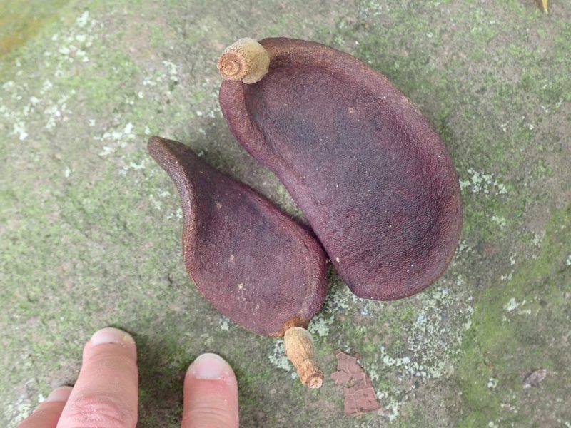 Hymenaea courbaril, photographed by Natalie Waddell-Rutter