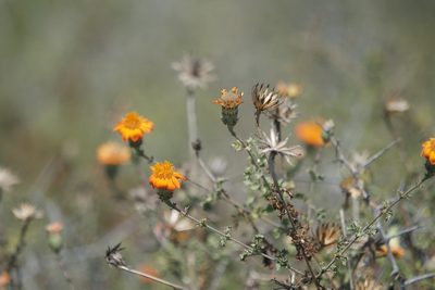 Adenophyllum speciosum, photographed by Bill Levine