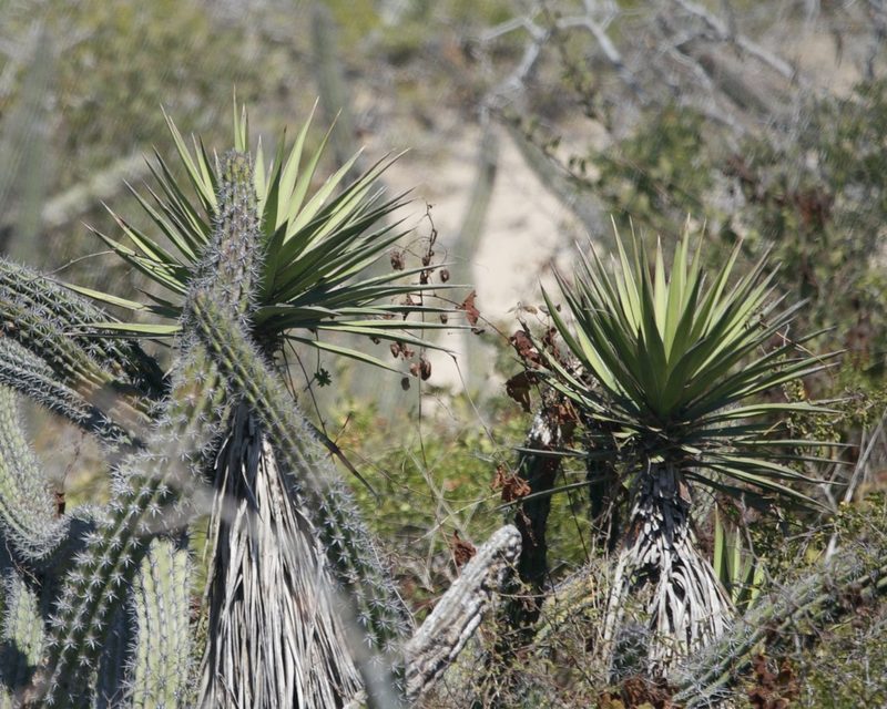 Yucca capensis, photographed by Bill Levine