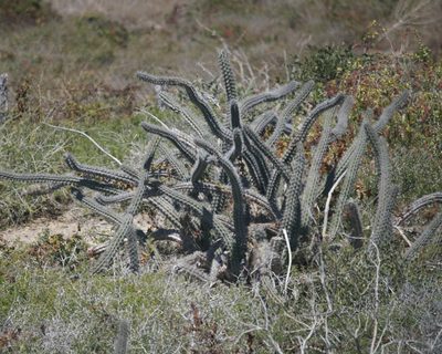 Stenocereus gummosus, photographed by Bill Levine