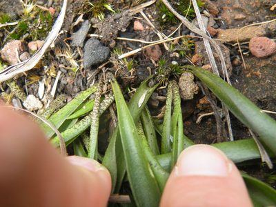 Ledebouria asperifolia, photographed by Antoinette Eyssell Knox