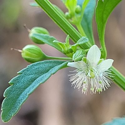 Scoparia dulcis, photographed by Maria Janeiro
