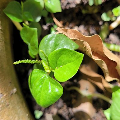 Peperomia pellucida, photographed by Maria Janeiro