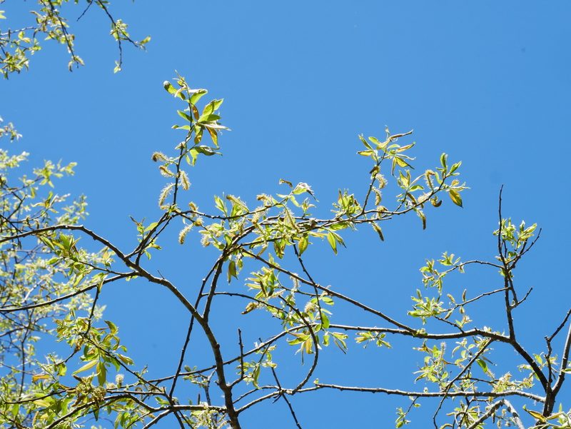 Salix fulvopubescens, photographed by Jacy Chen