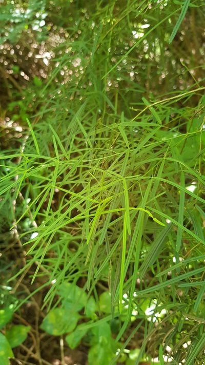 Maerua rosmarinoides, photographed by Margaret Burger