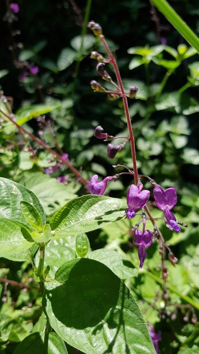 Equilabium petiolare, photographed by Margaret Burger