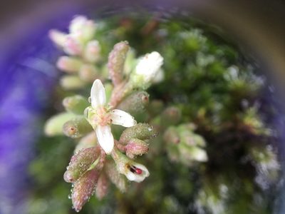 Sedum pusillum, photographed by Jessica