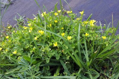 Oxalis rubens, photographed by Peter de Lange