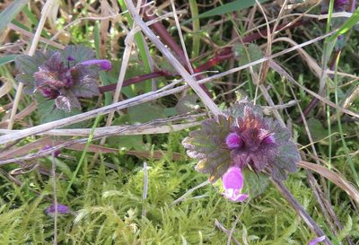 Lamium hybridum, photographed by Anne Thomson