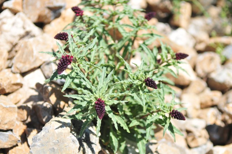 Lysimachia atropurpurea, photographed by Olena V. Vakarenko