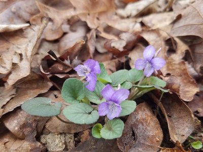 Viola walteri, photographed by Leila Dasher
