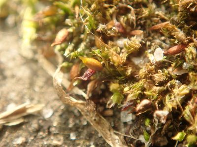 Tortula protobryoides, photographed by Alexis Tinker-Tsavalas