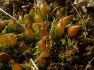 Tortula protobryoides, photographed by Alexis Tinker-Tsavalas