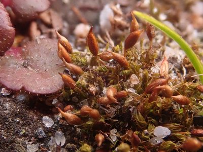 Tortula protobryoides, photographed by Alexis Tinker-Tsavalas