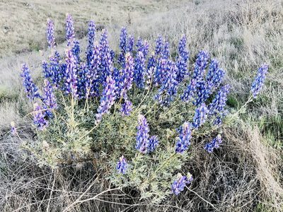 Lupinus albifrons, photographed by russnamitz