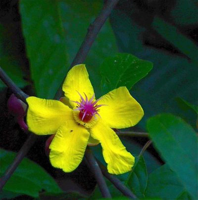 Dillenia excelsa, photographed by Jay Pruett
