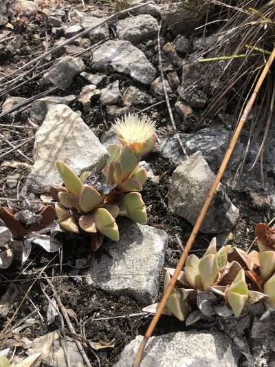 Braunsia vanrensburgii, photographed by Charleen Brunke