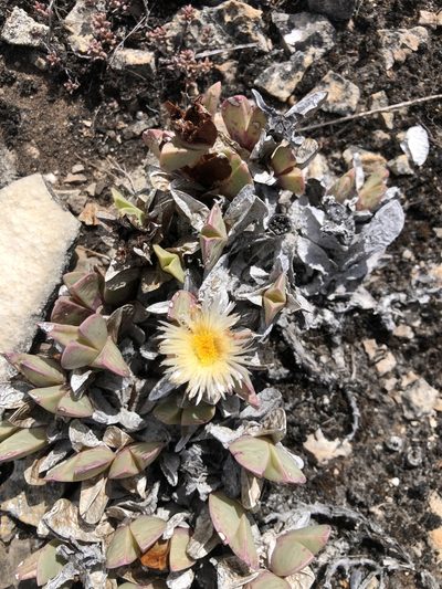 Braunsia vanrensburgii, photographed by Charleen Brunke