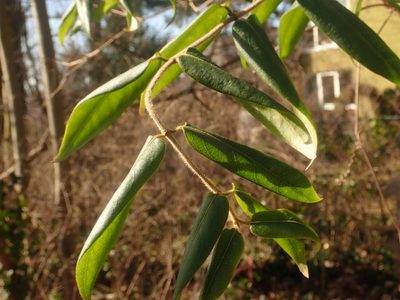 Lonicera acuminata, photographed by Alexis Tinker-Tsavalas
