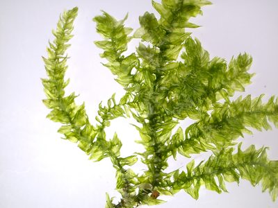 Eurhynchium angustirete, photographed by Aurelijus Narbutas