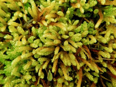 Bryoandersonia illecebra, photographed by Michael J. Papay