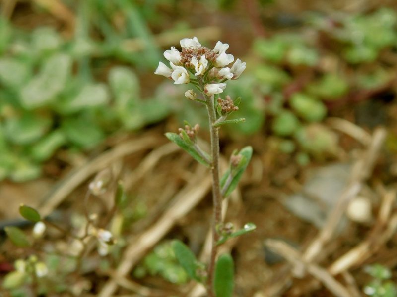 Abdra brachycarpa, photographed by Michael J. Papay